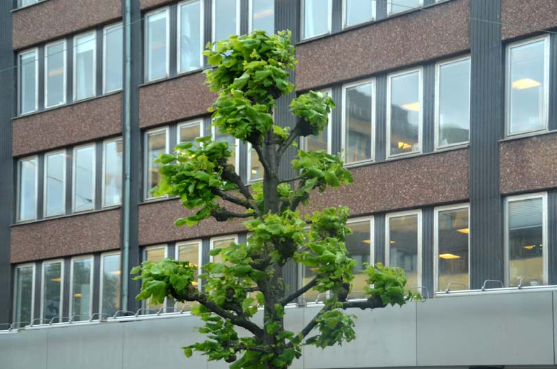 17-05-31_Skan_0950-GAB_0531-bearb